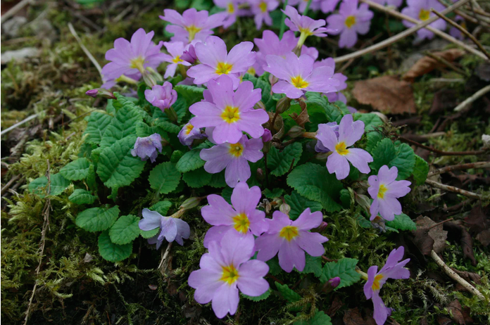 primula vulgaris sibthorpii.png