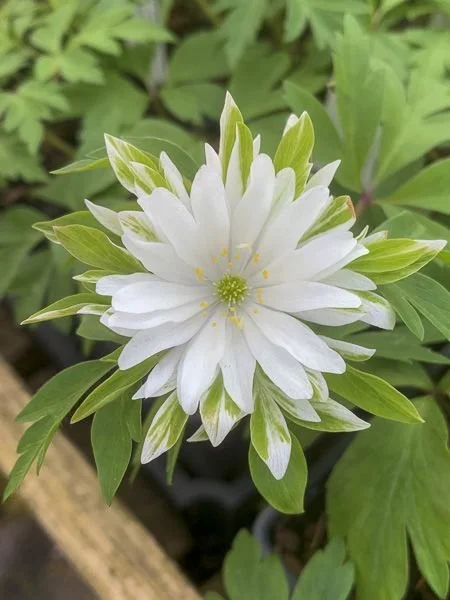 anemone_nemorosa_bracteata_plena.jpg