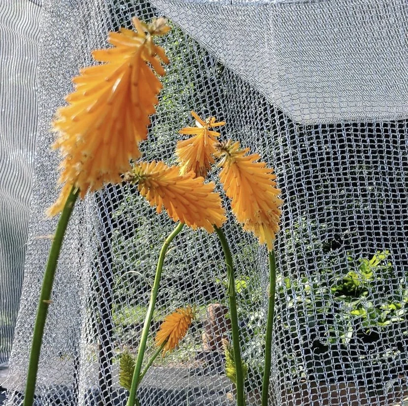 Kniphofia Wet Dream.jpg
