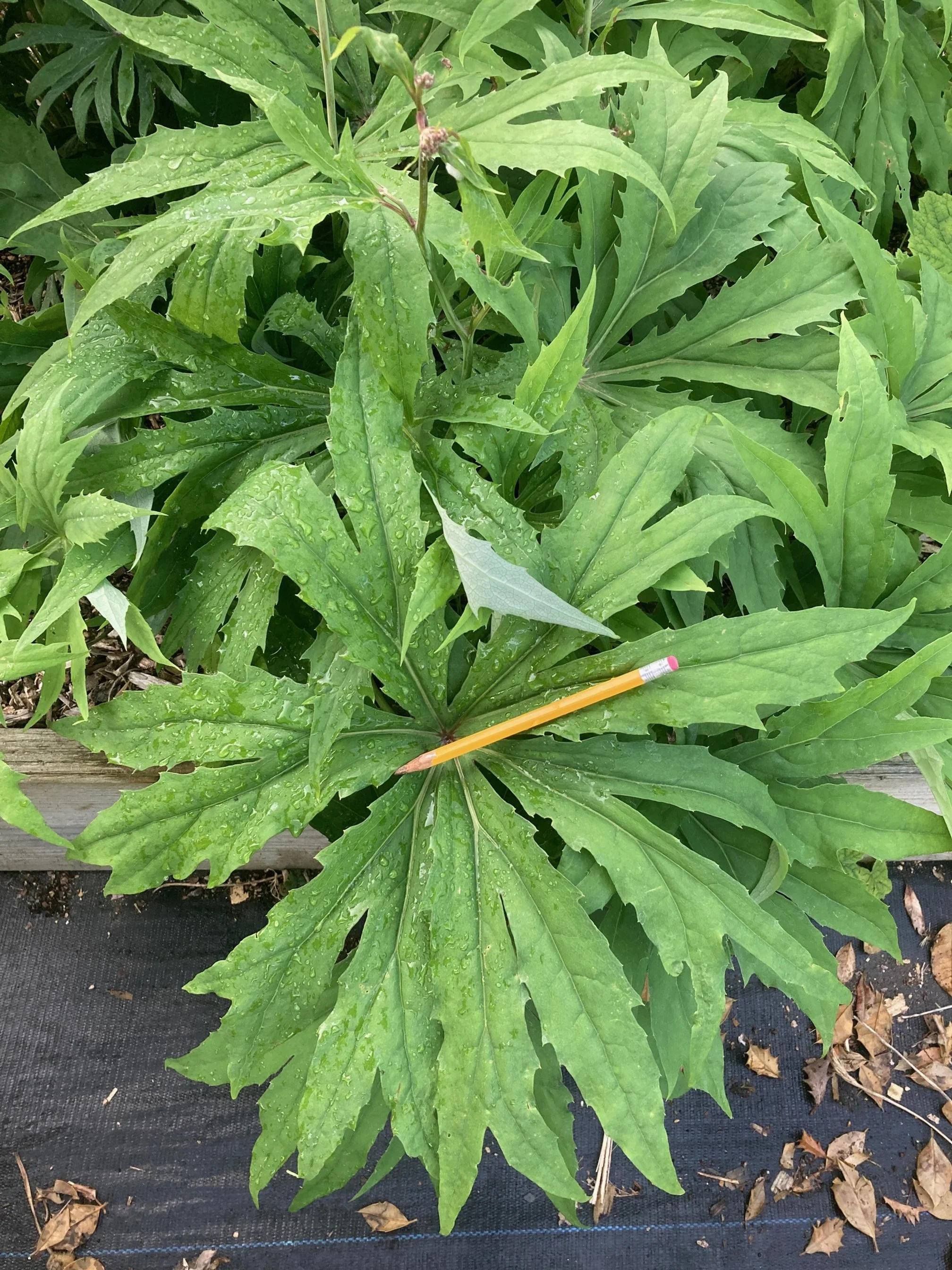 Syneilesis clone 1.JPG
