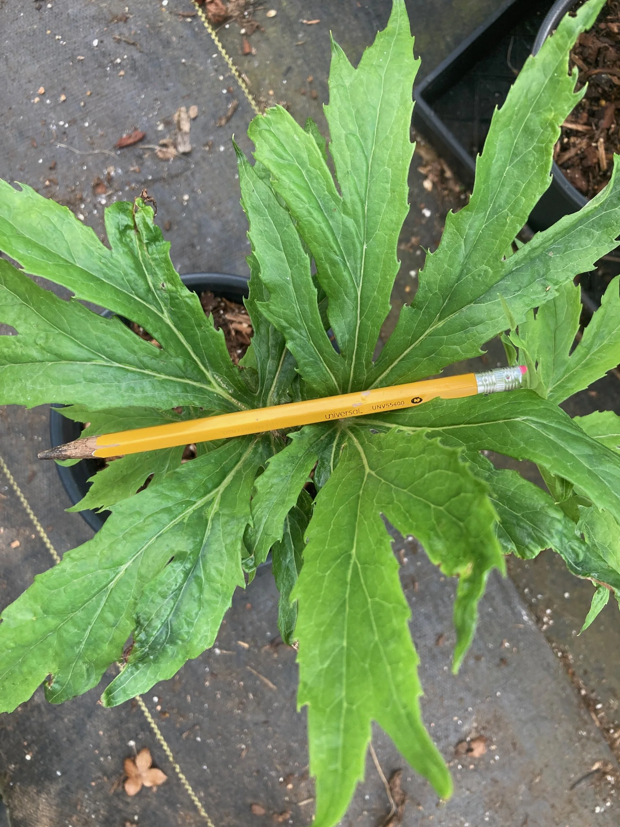 Syneleisis clone 2.JPG