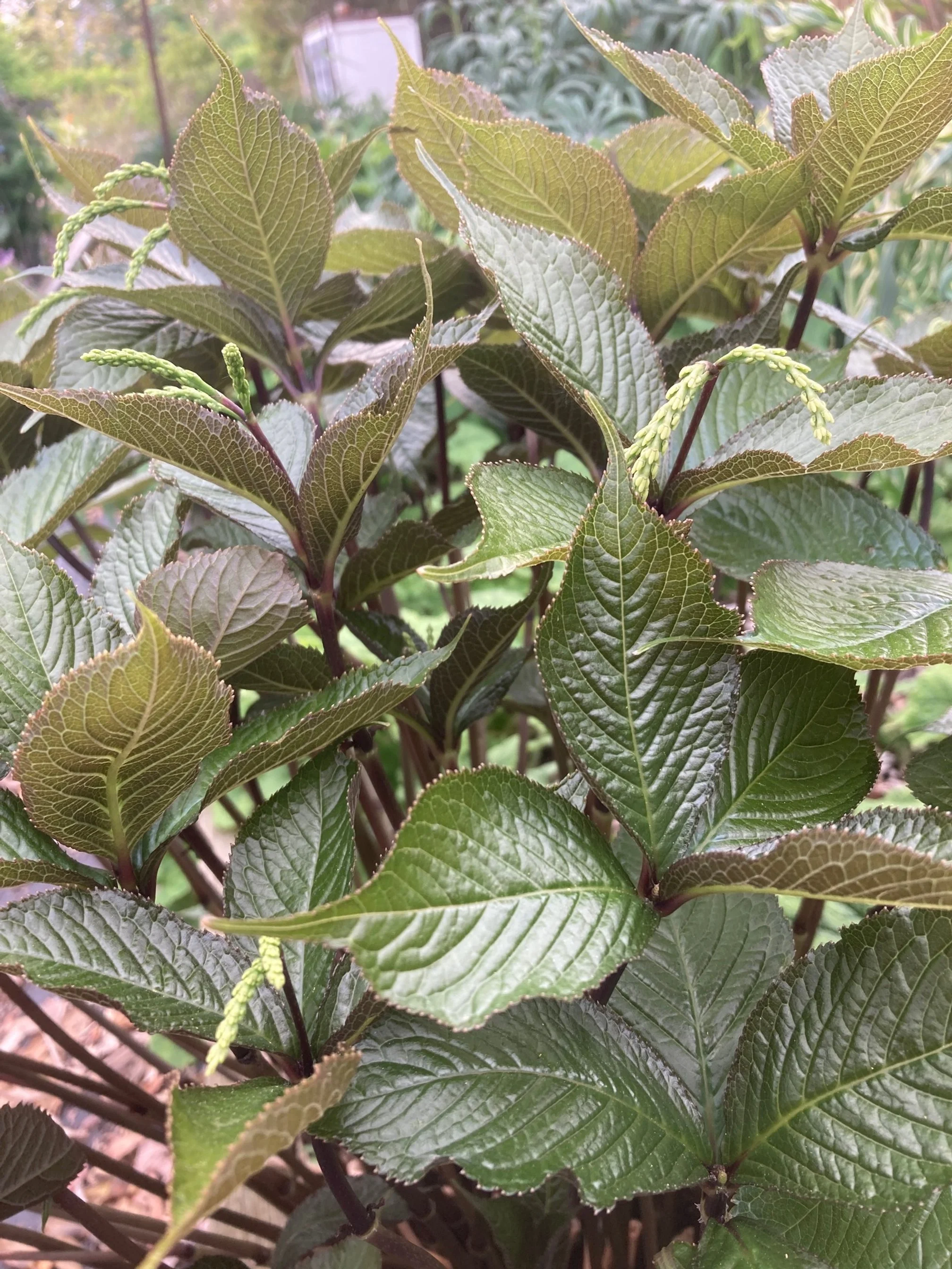 Chloranthus Bronze Age late leaves.JPG