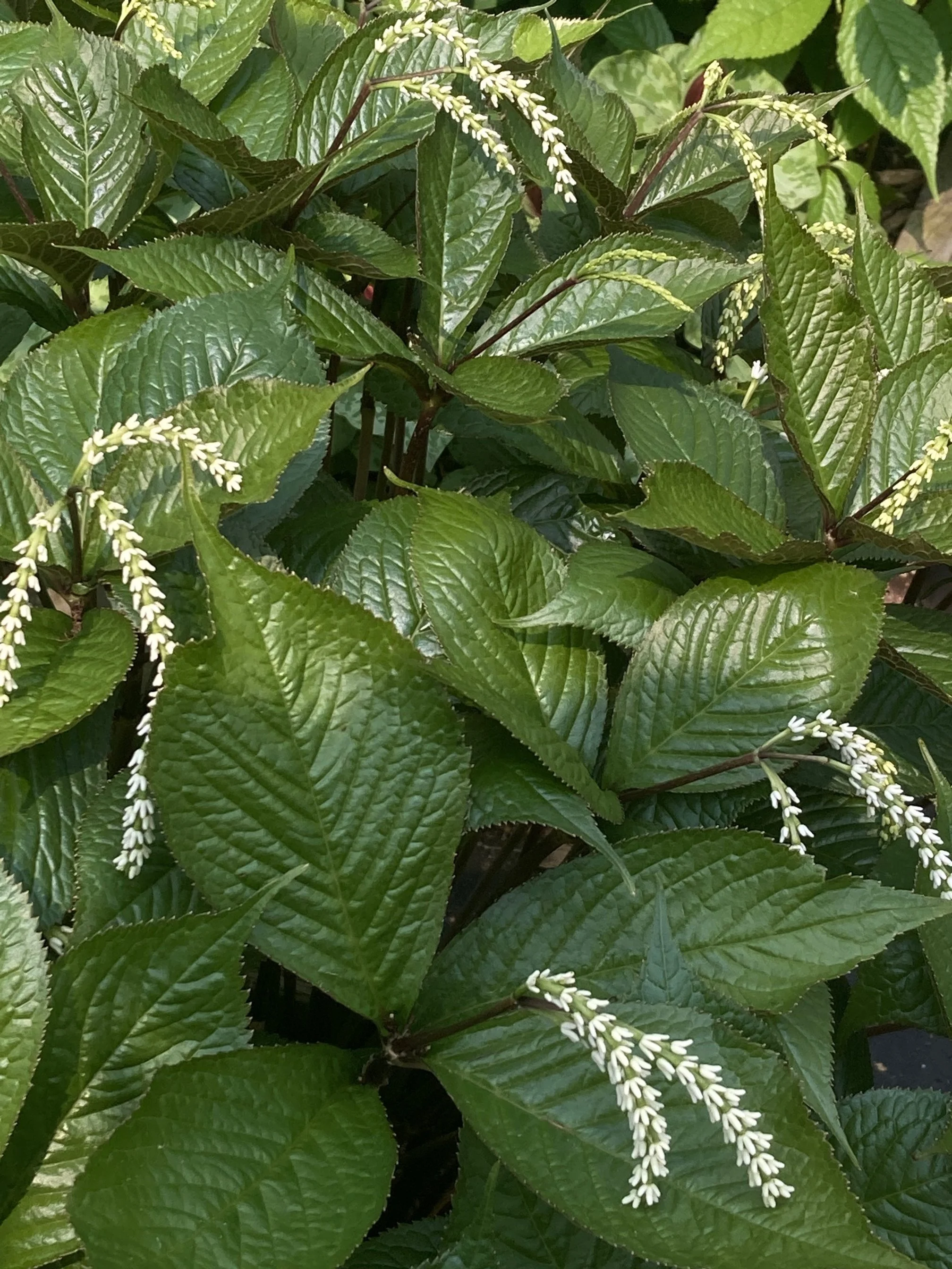 Chloranthus Bronze Age flowers.JPG