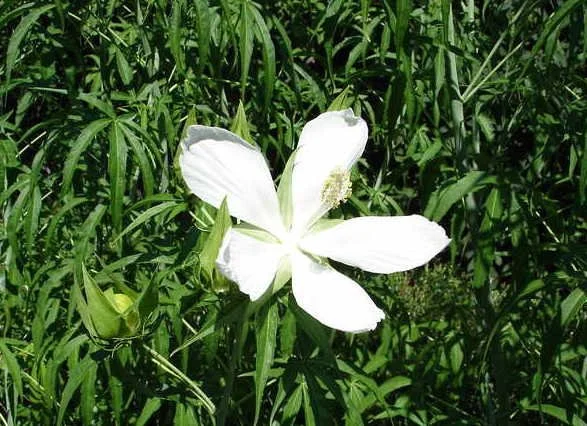 Hibiscus coccineus 'Alba'.JPG