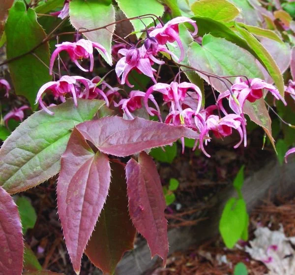Epimedium Hot Lips.jpg