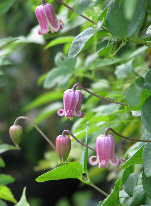Clematis virona.png