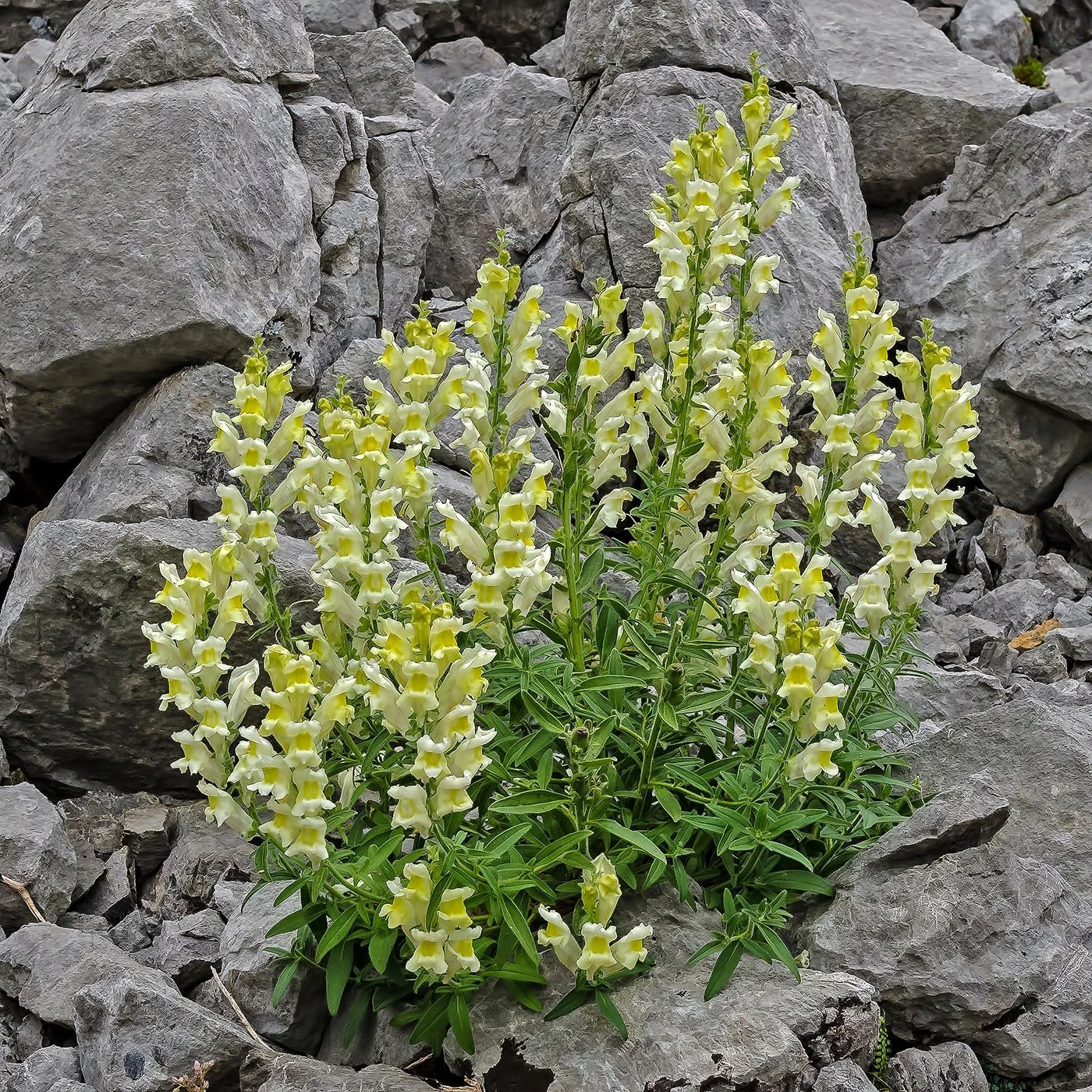 Antirrhinum braum-blanquetii .jpg