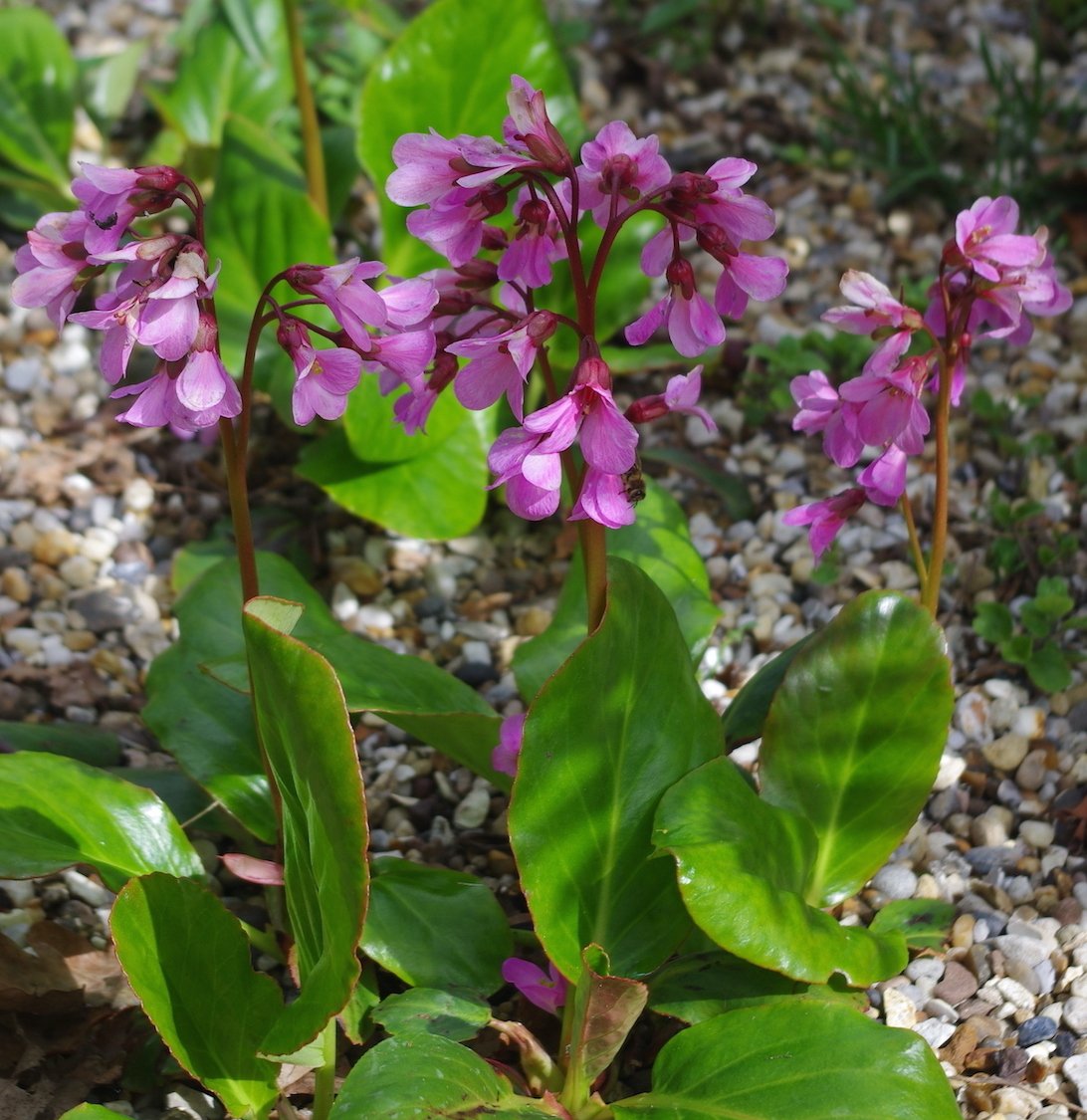 bergenia-emeiensis-pink-flowers.jpg