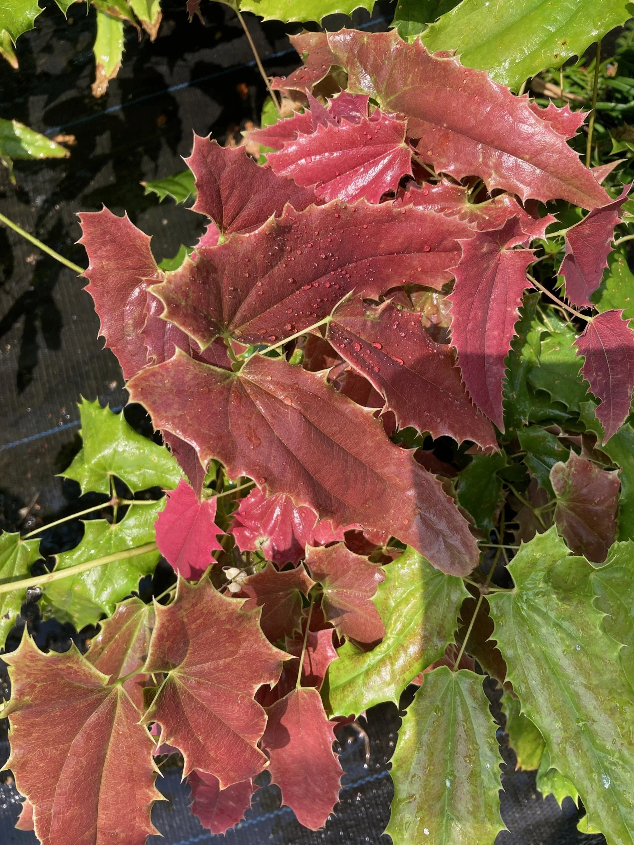 Epimedium 'Royal Dress'