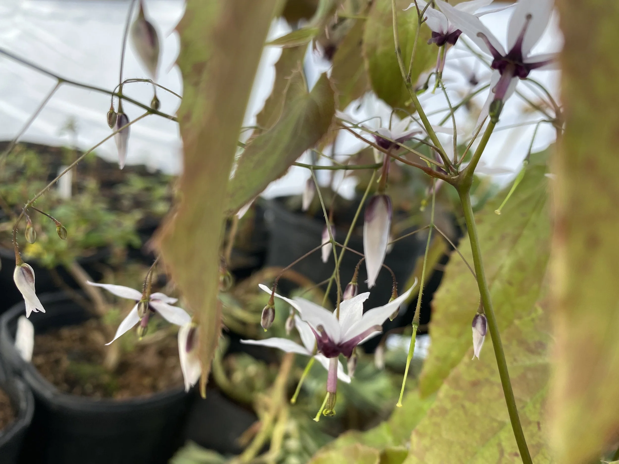 Epimedium fargesii mixed clones