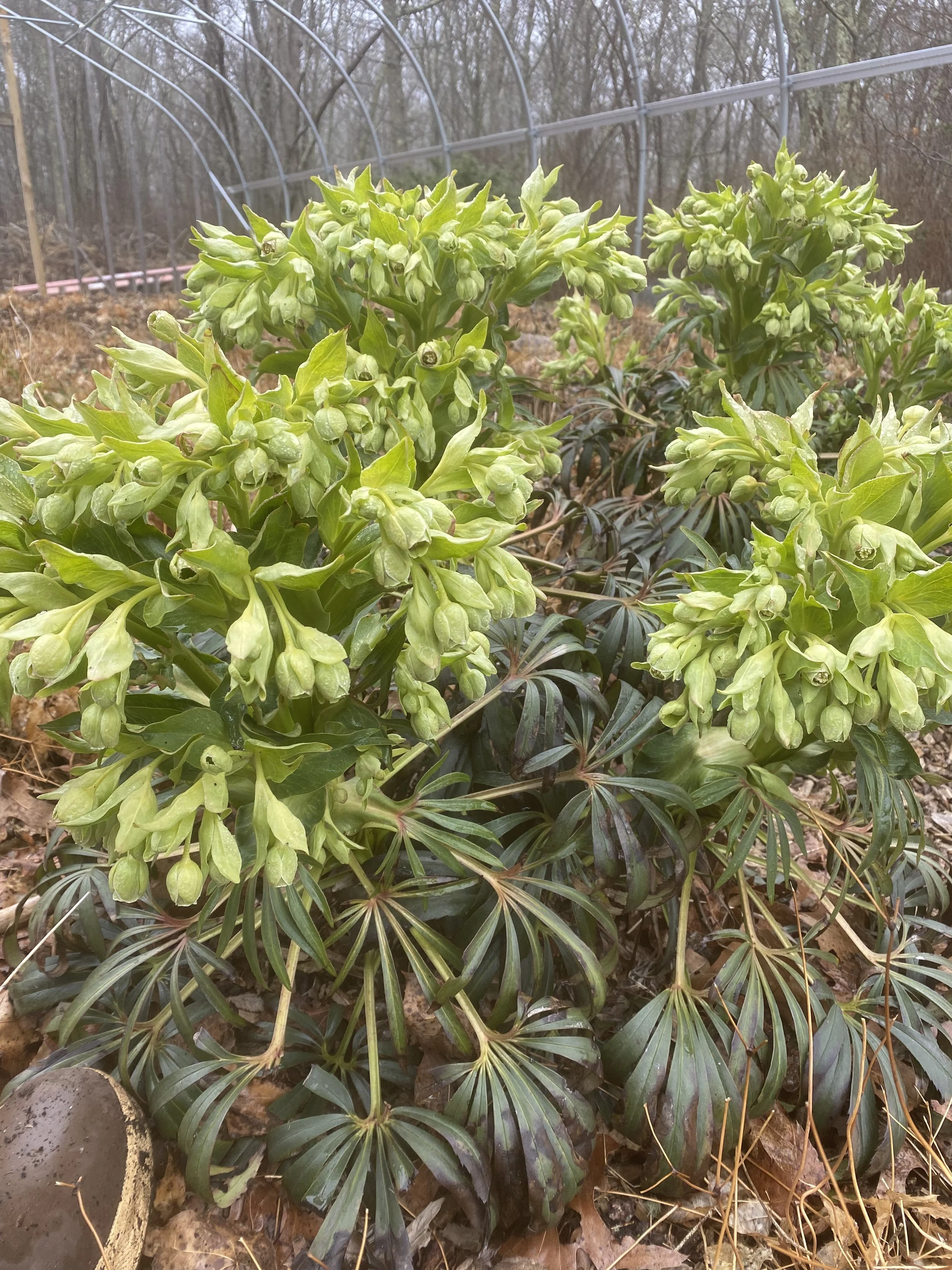 Helleborus foetidus