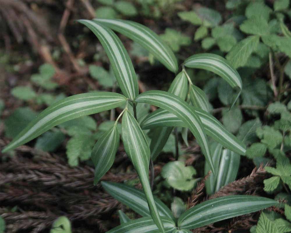 ppolygonatum falcatum silver striped .jpg