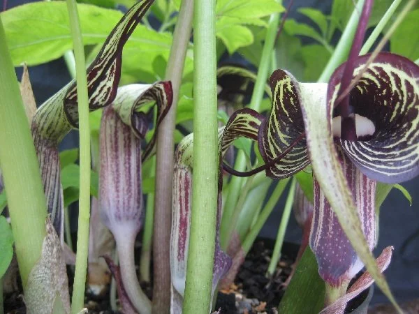 Arisaema kiushianum