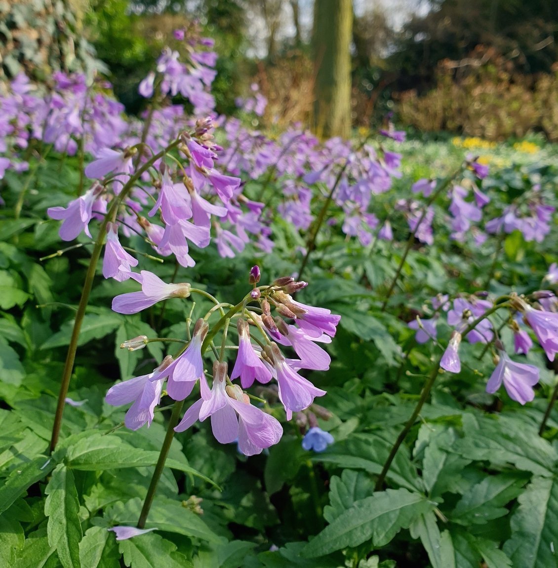 cardamine-quinquefolia.jpg