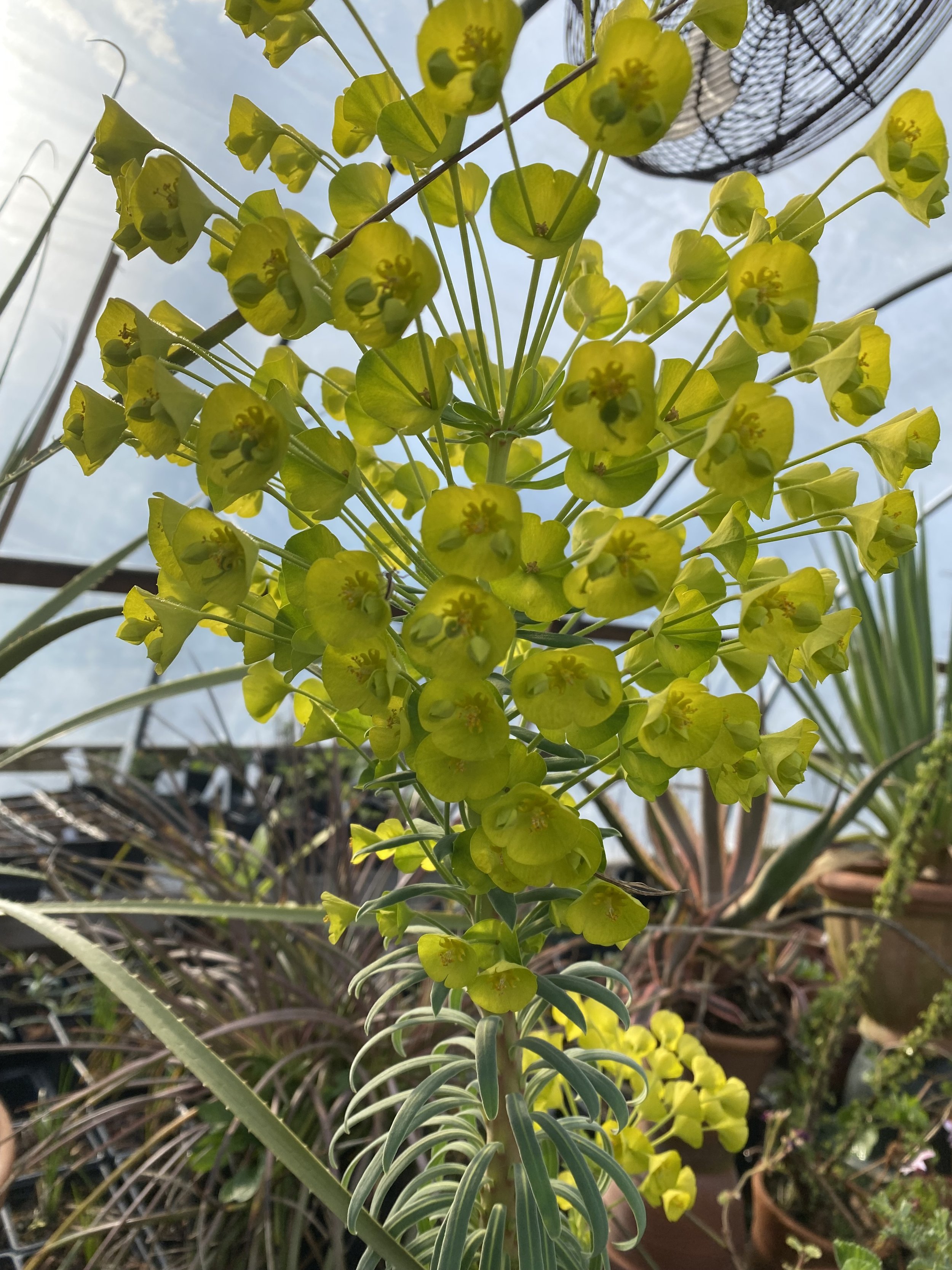 ex Euphorbia characias subsp. wulfenii 'Golden Balls'.jpg
