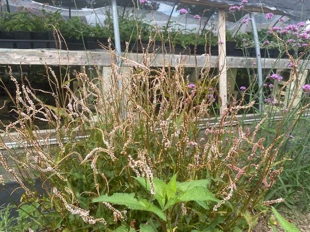 white elephant 2.JPG