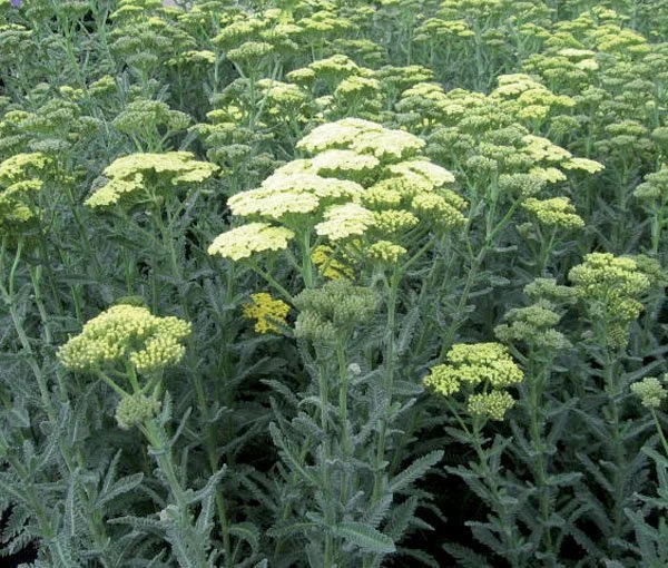 achillea_anthea.jpg