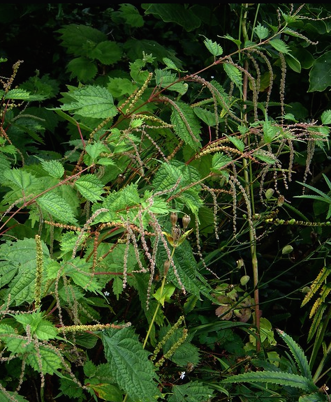 Boehmeria tricuspis.png