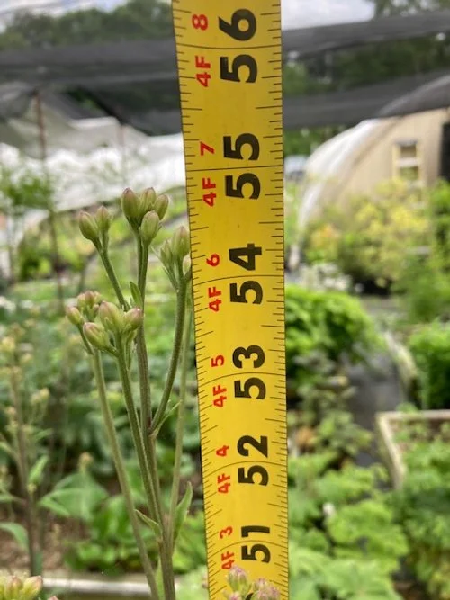 Absolute unit measuring tape.JPG