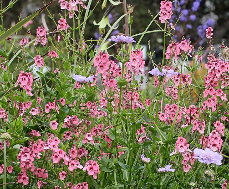 diascia personata.png