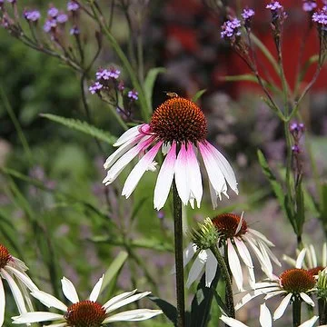 Echinacea-PRETTY-PARASOLS-.jpg