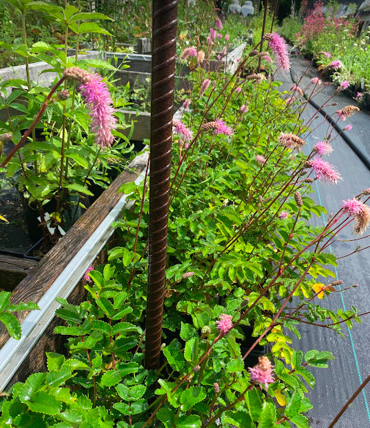 bamboo stalk plant Lucky Bamboo (Straight) – Wetplants