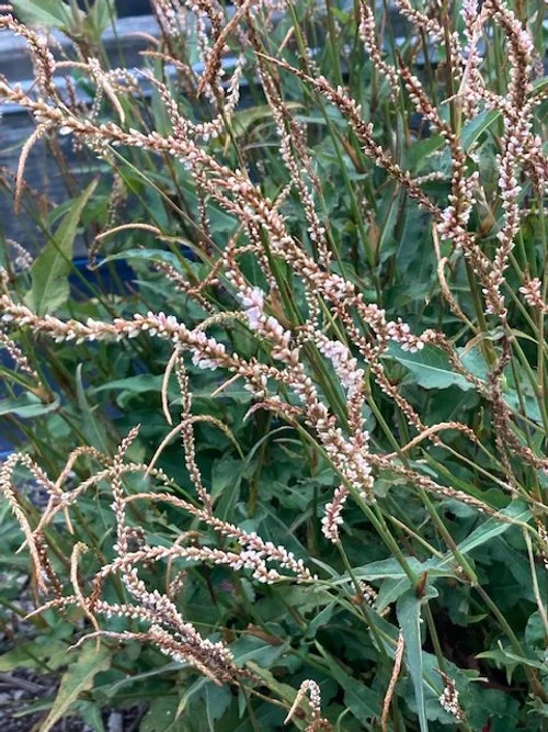 White Elephant close up.JPG