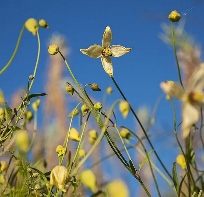 CLEMATIS SUNDANCE.png