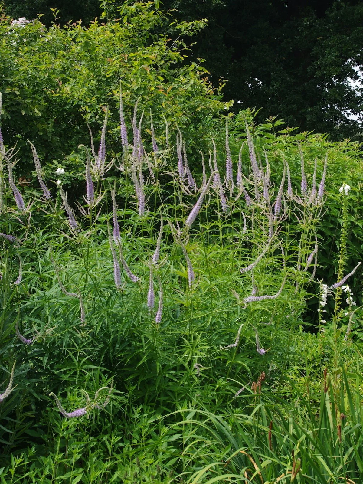 veronicastrum-virginicum-lavendelturm-bc-water14-23-6-22_427cdbd048.jpg