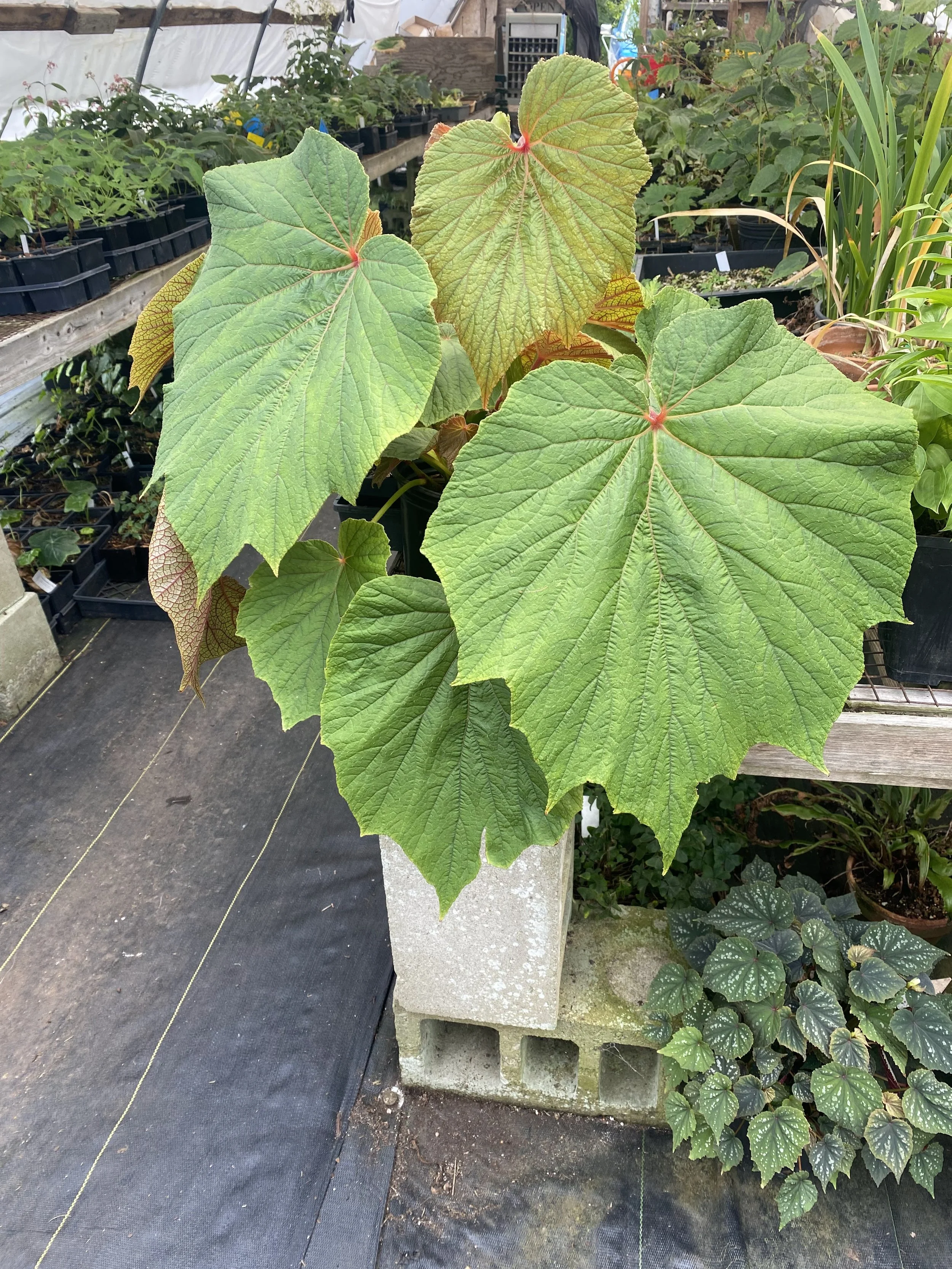 Begonia torsa.jpeg