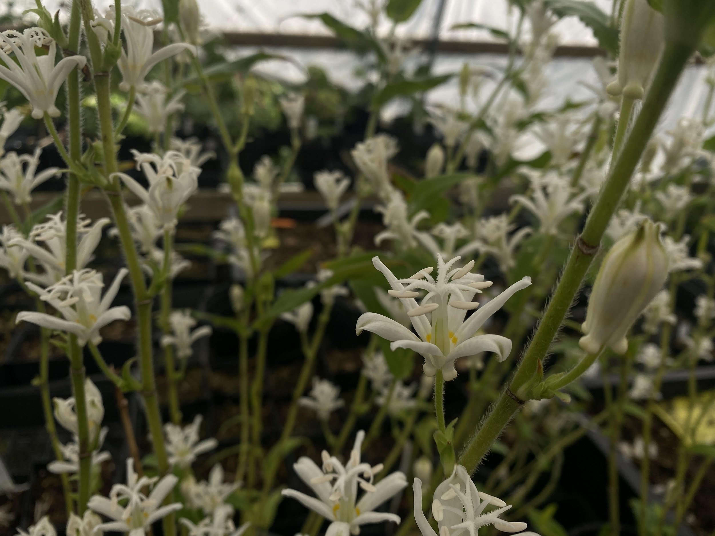 Tricyrtis hirta- white flower 2.jpg