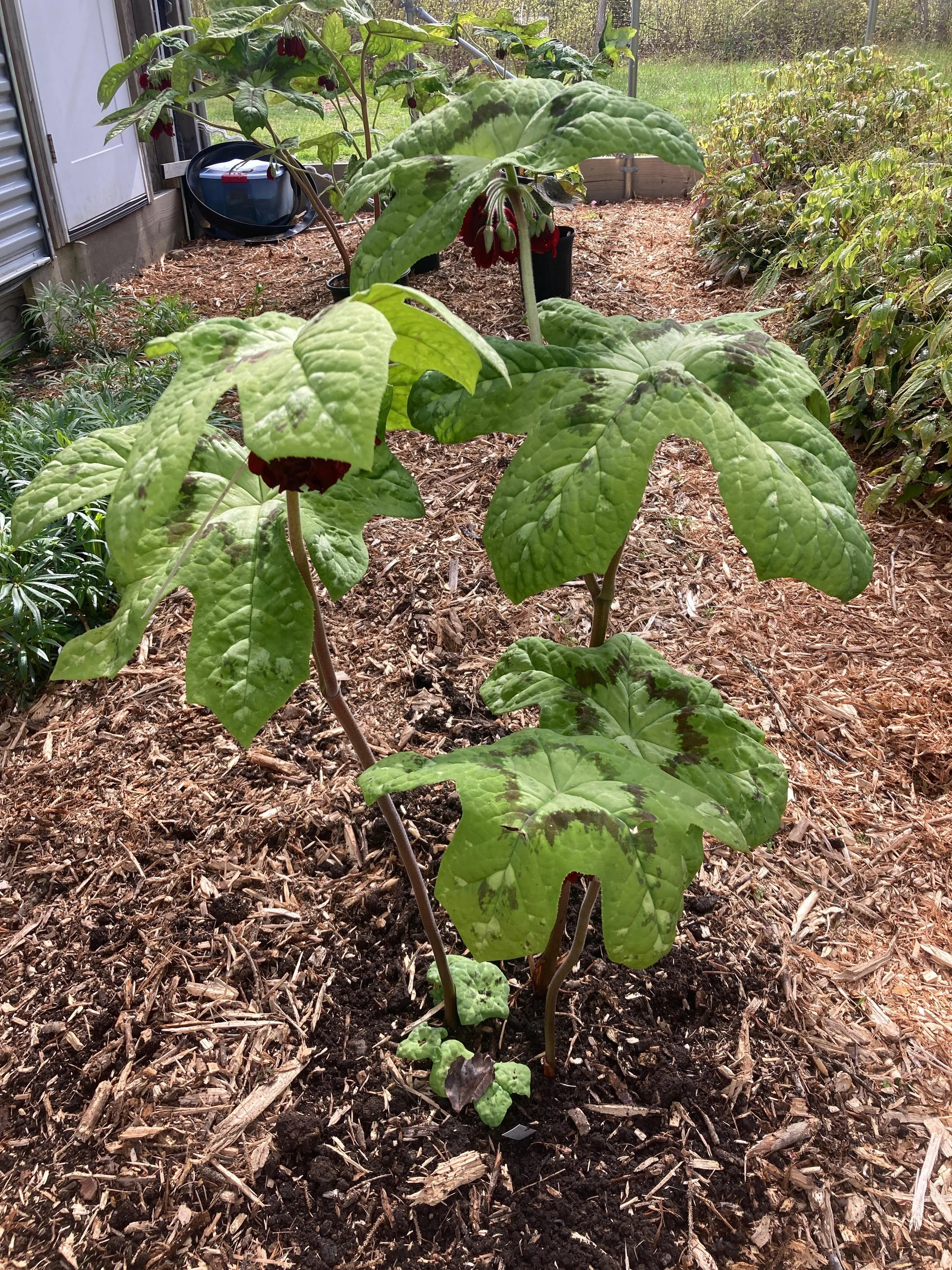 lava lamp scale.jpeg