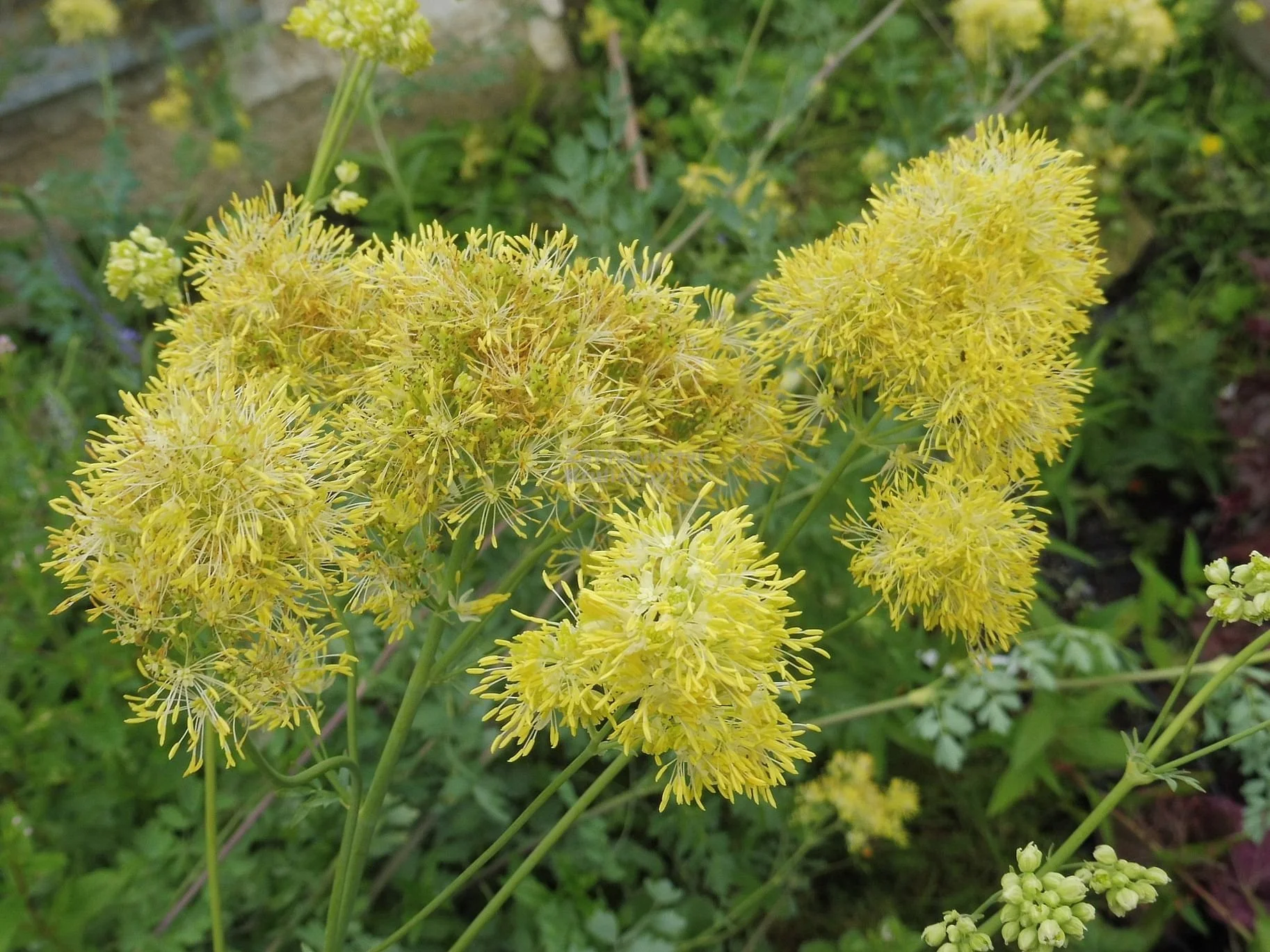 Thalictrum sphaerostachyum
