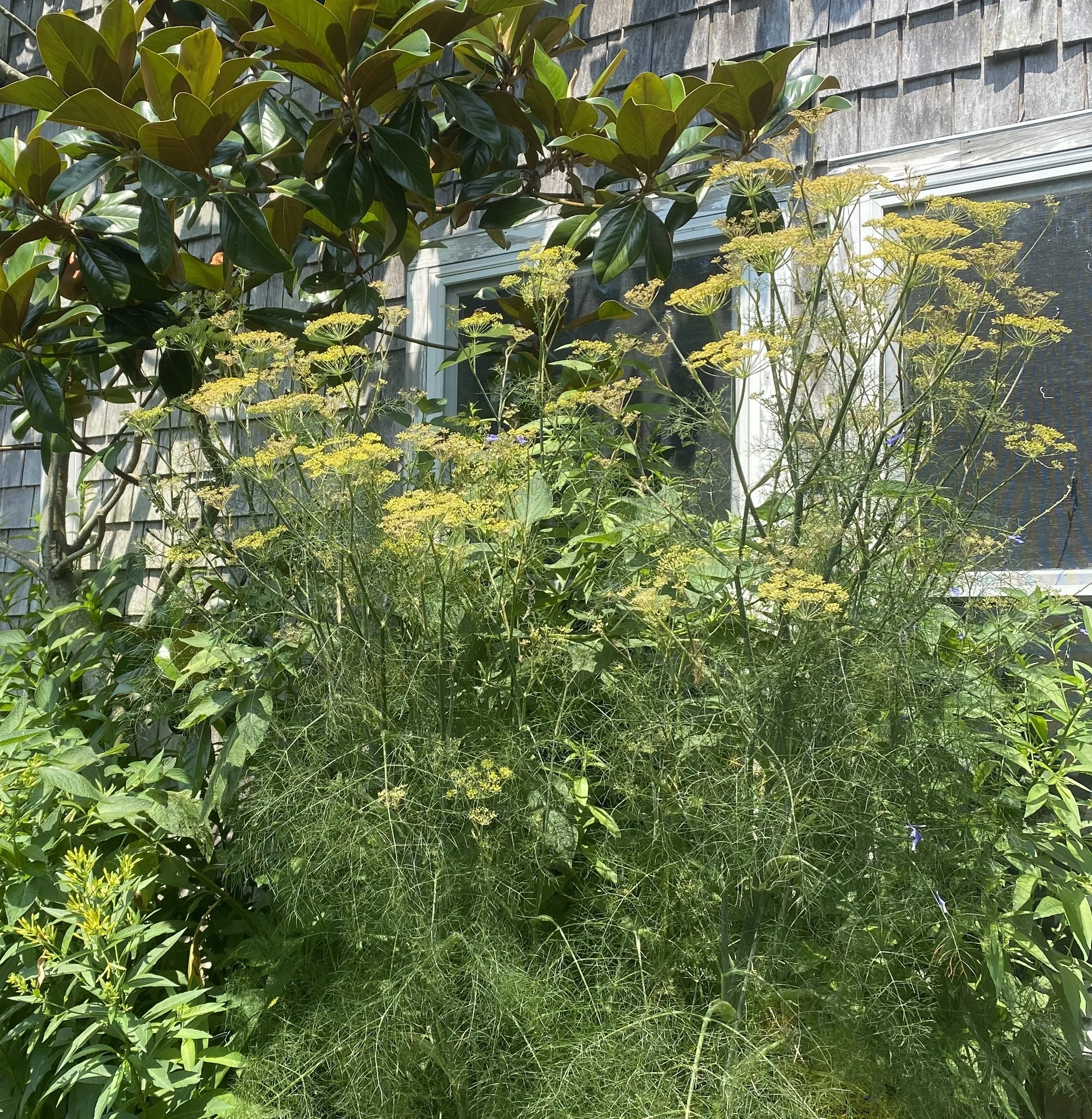 foeniculum tall bronze.JPG