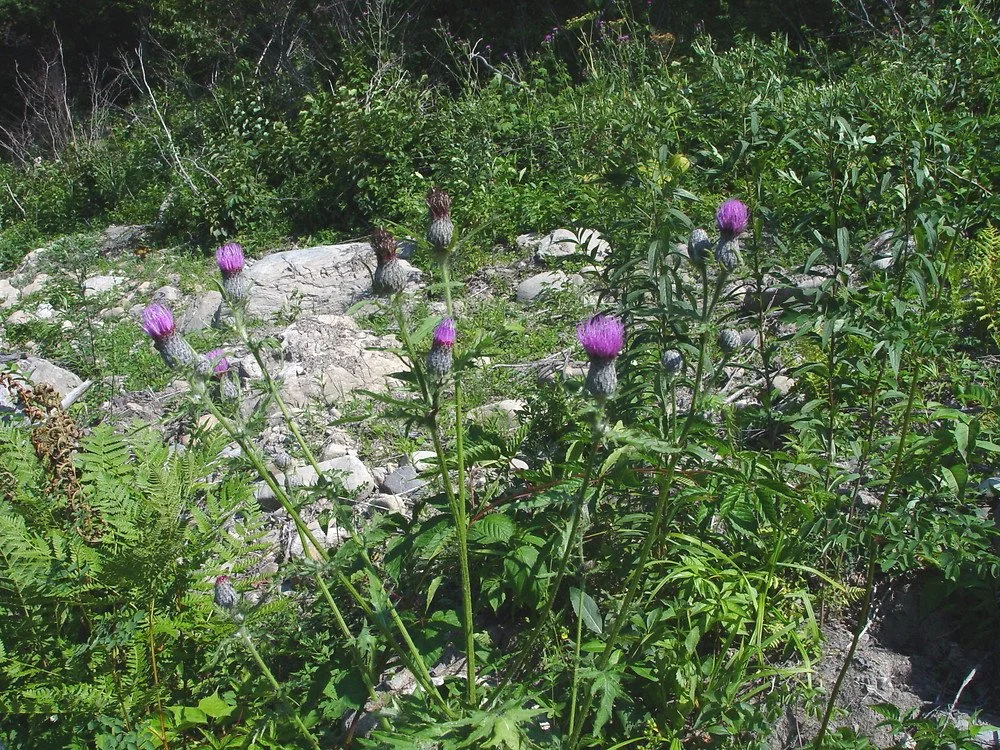 cirsium muticum .jpg