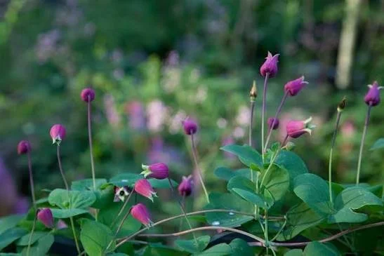 Clematis glaucophylla.jpeg