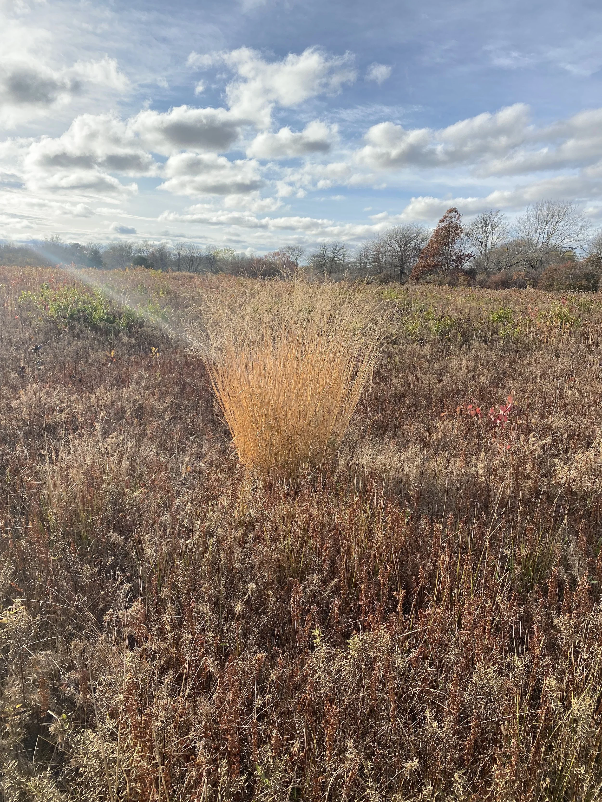panicum virgatum.jpeg