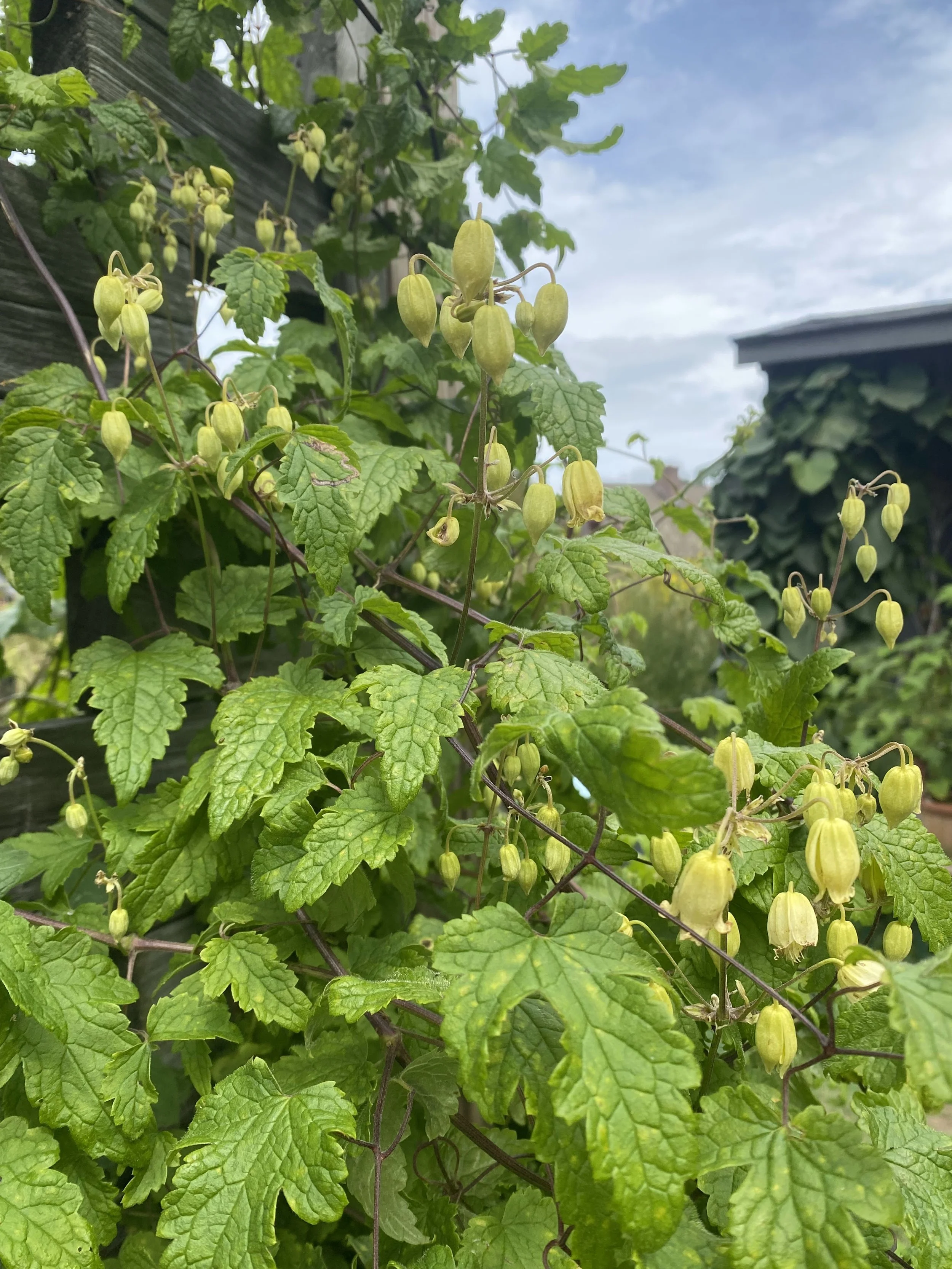 Clematis rehderiana.jpeg