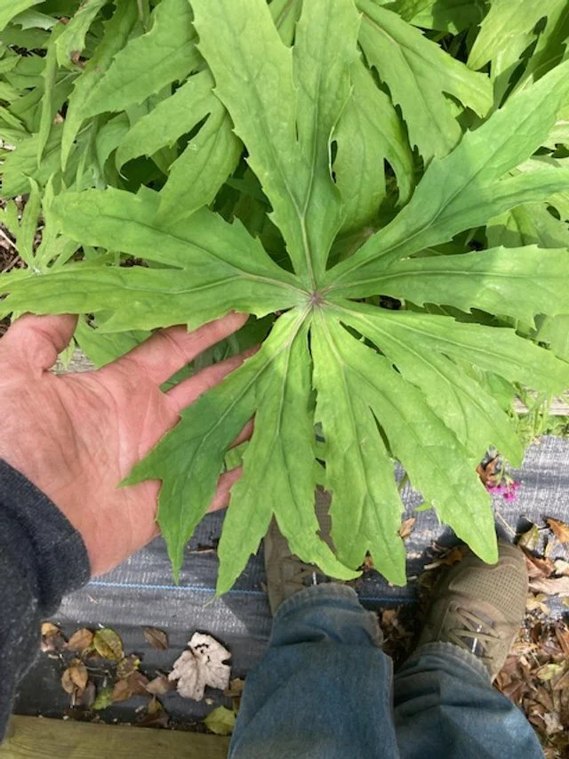 Palmata sedlings.JPG