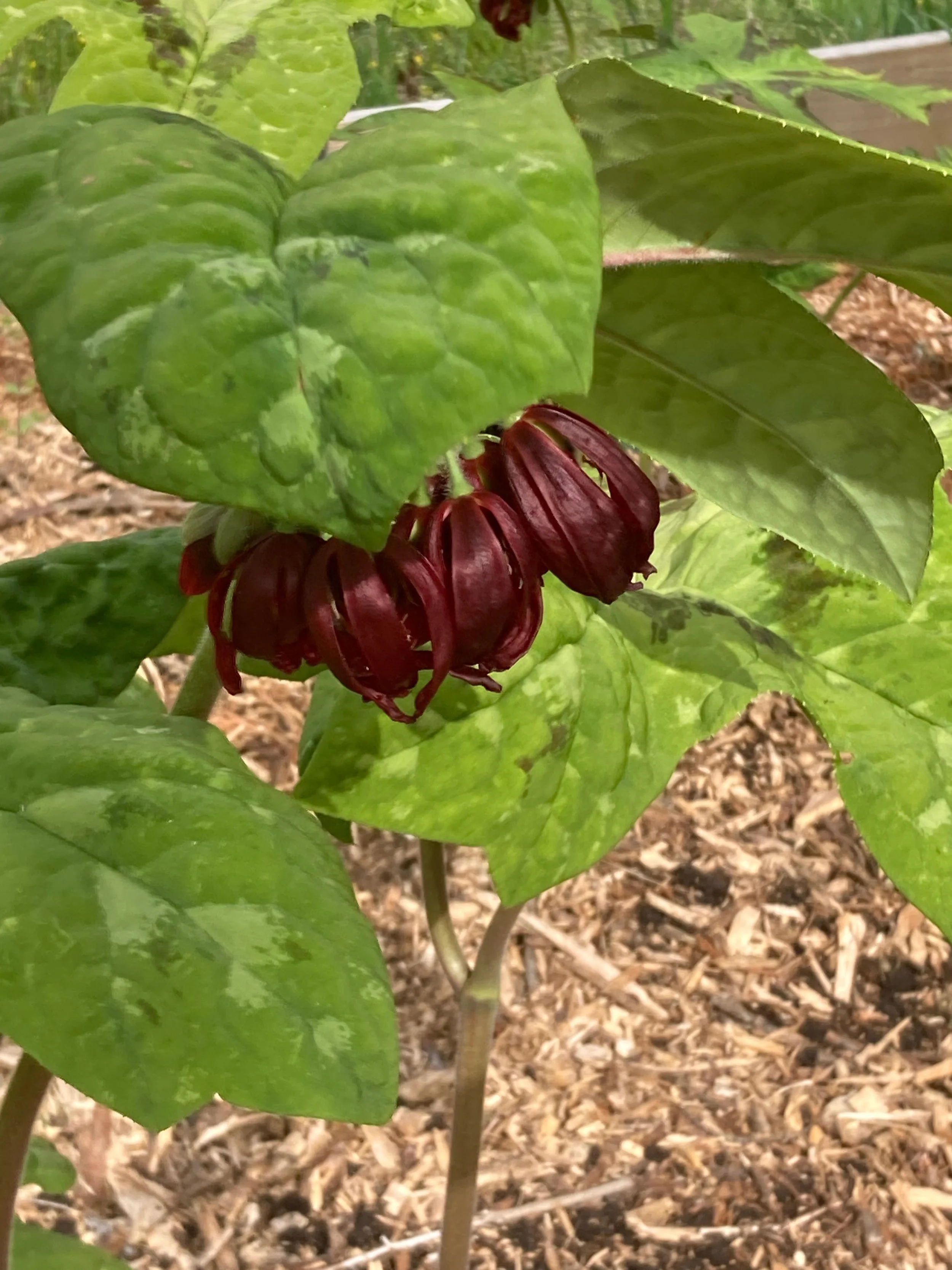 lava lamp flower.jpeg