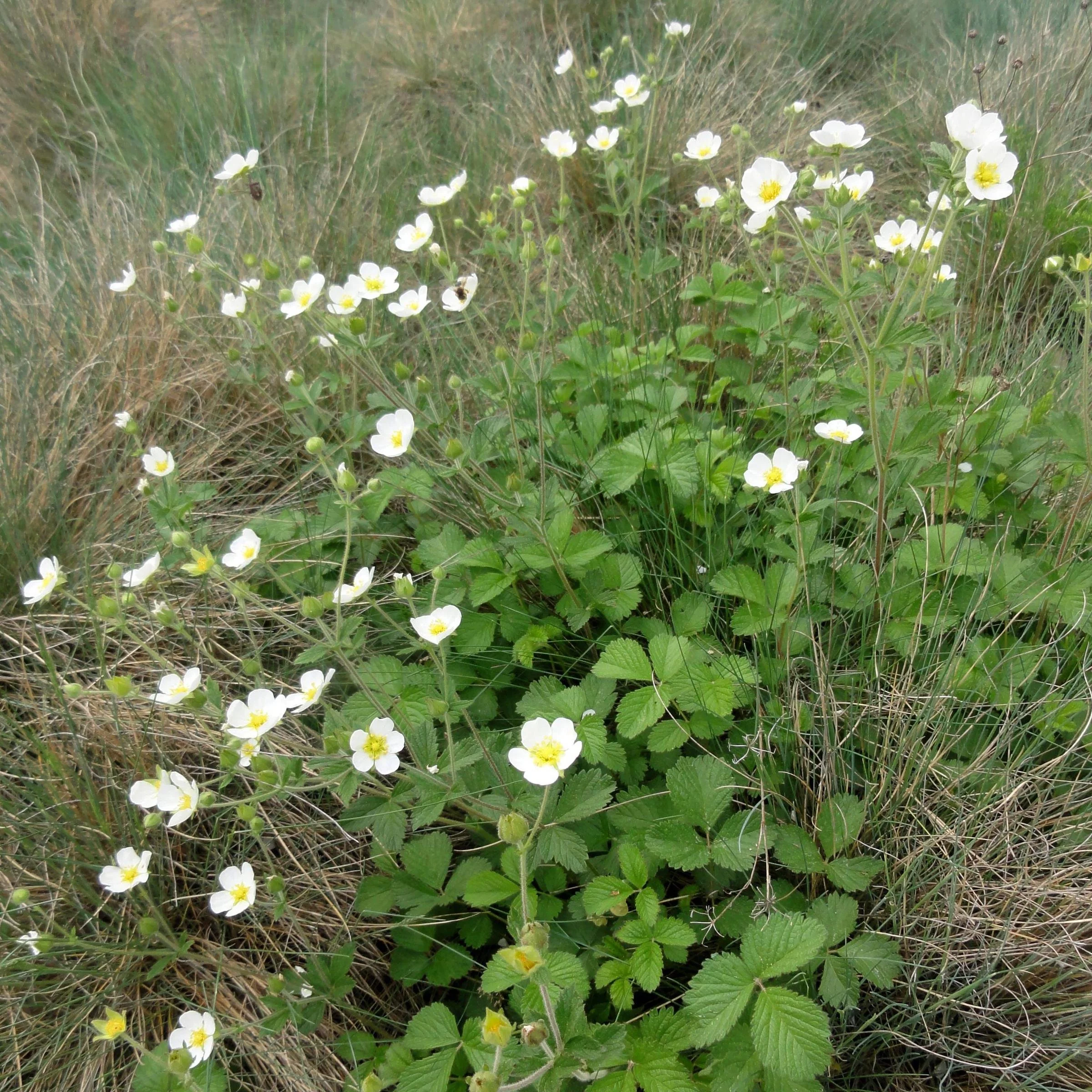 Potentilla_rupestris.jpg