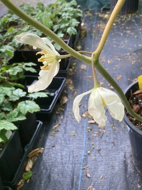 inexpectatum double flower.jpeg