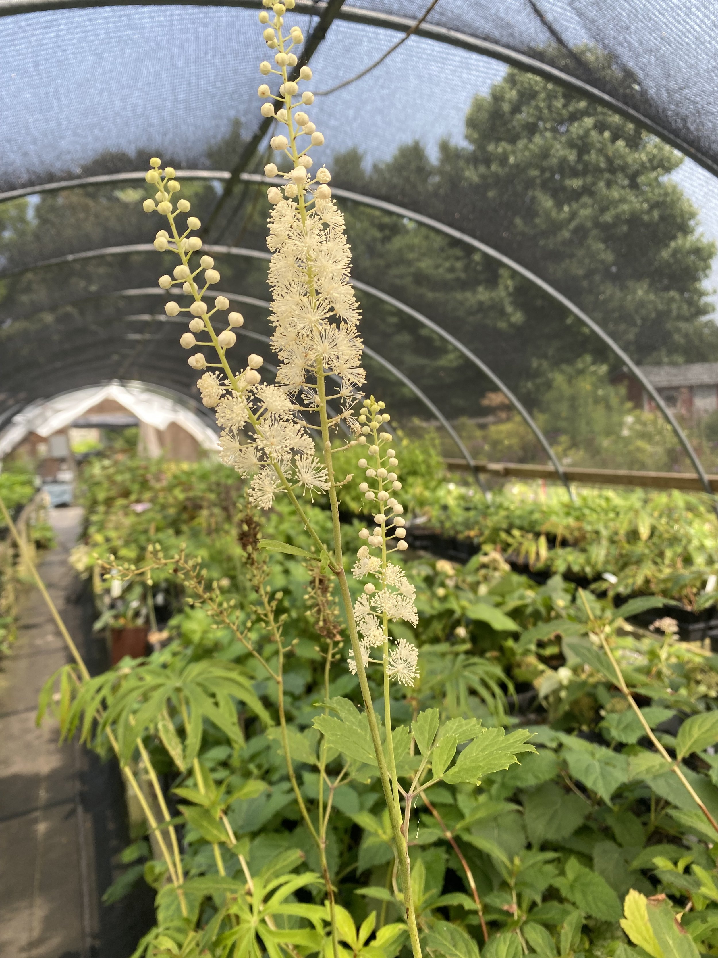 actaea dahurica.jpg