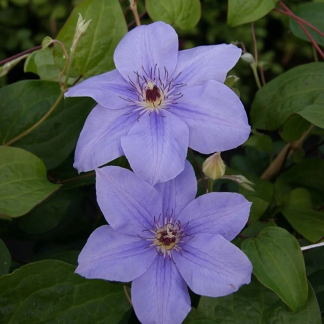 c. princess of whales.JPG