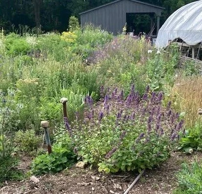 hill mounds ground.jpg