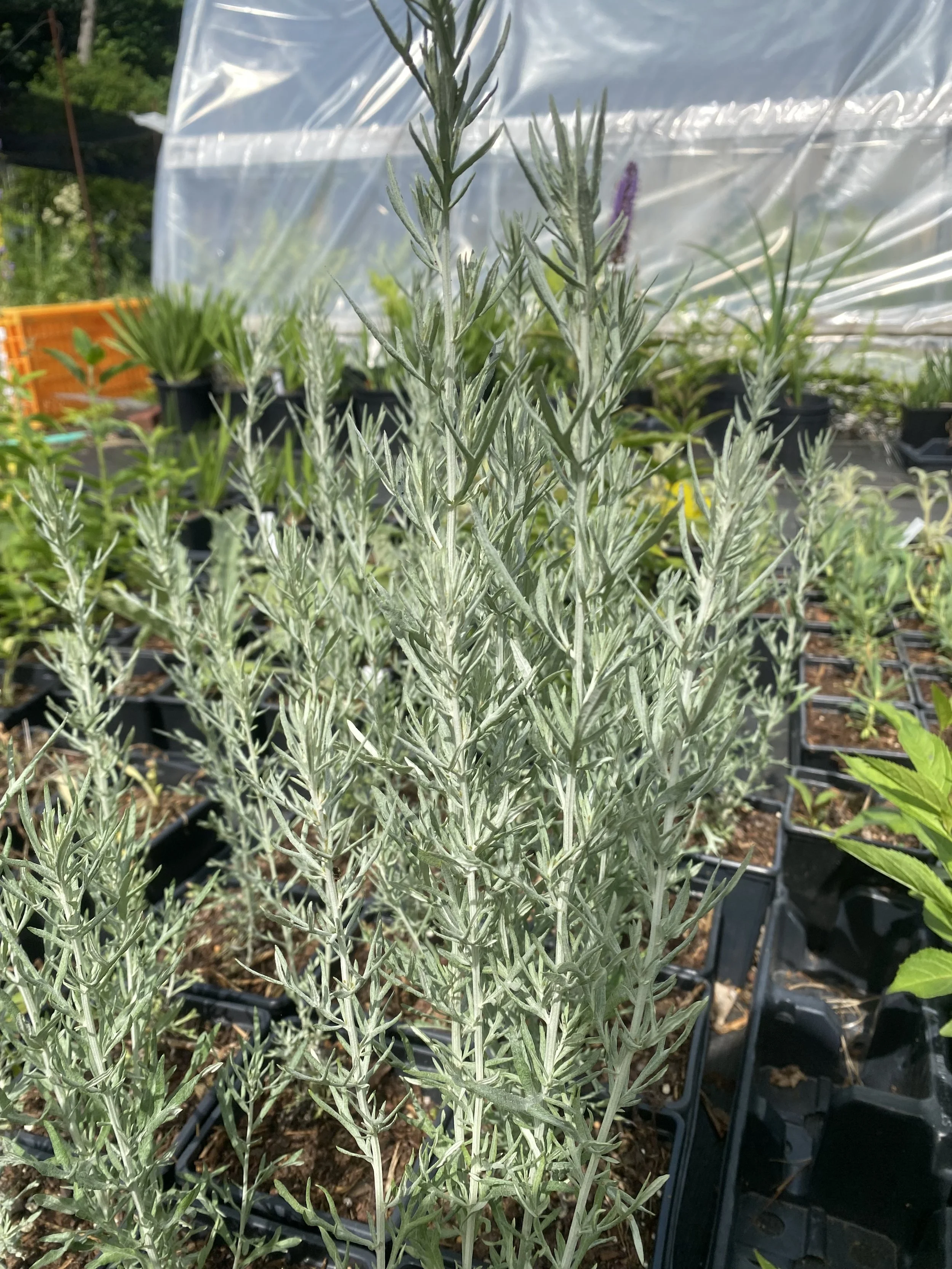Artemisia mexicana 'Fredericksburg'.jpeg