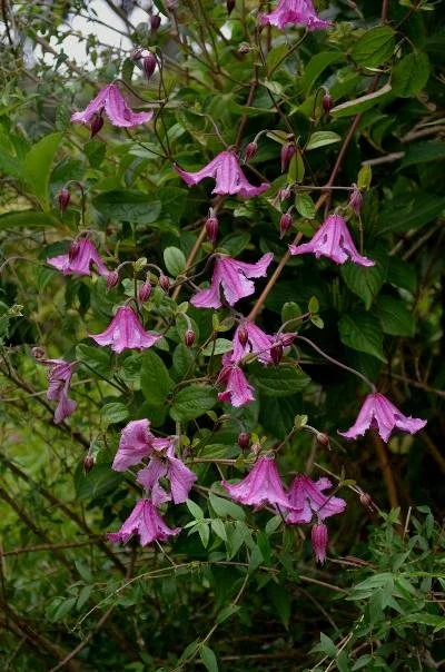 Clematis × diversifolia 'Heather Herschell'