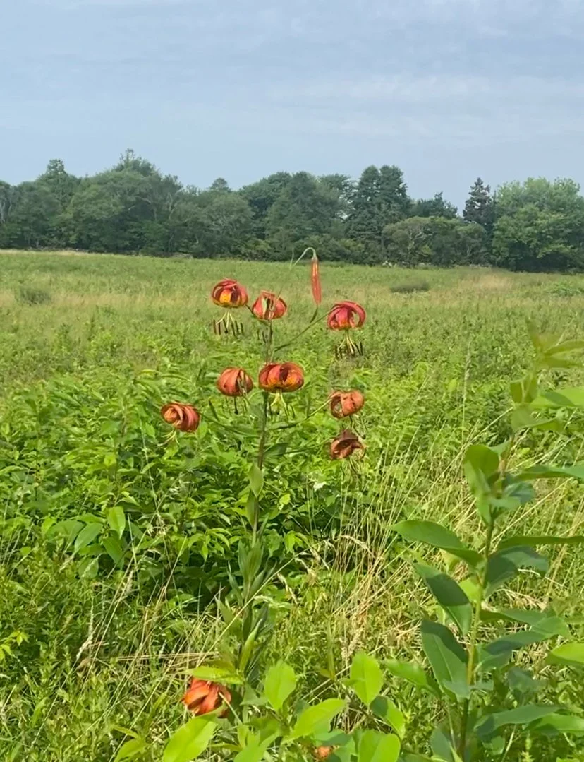 Lilium superbum warrens point.jpg