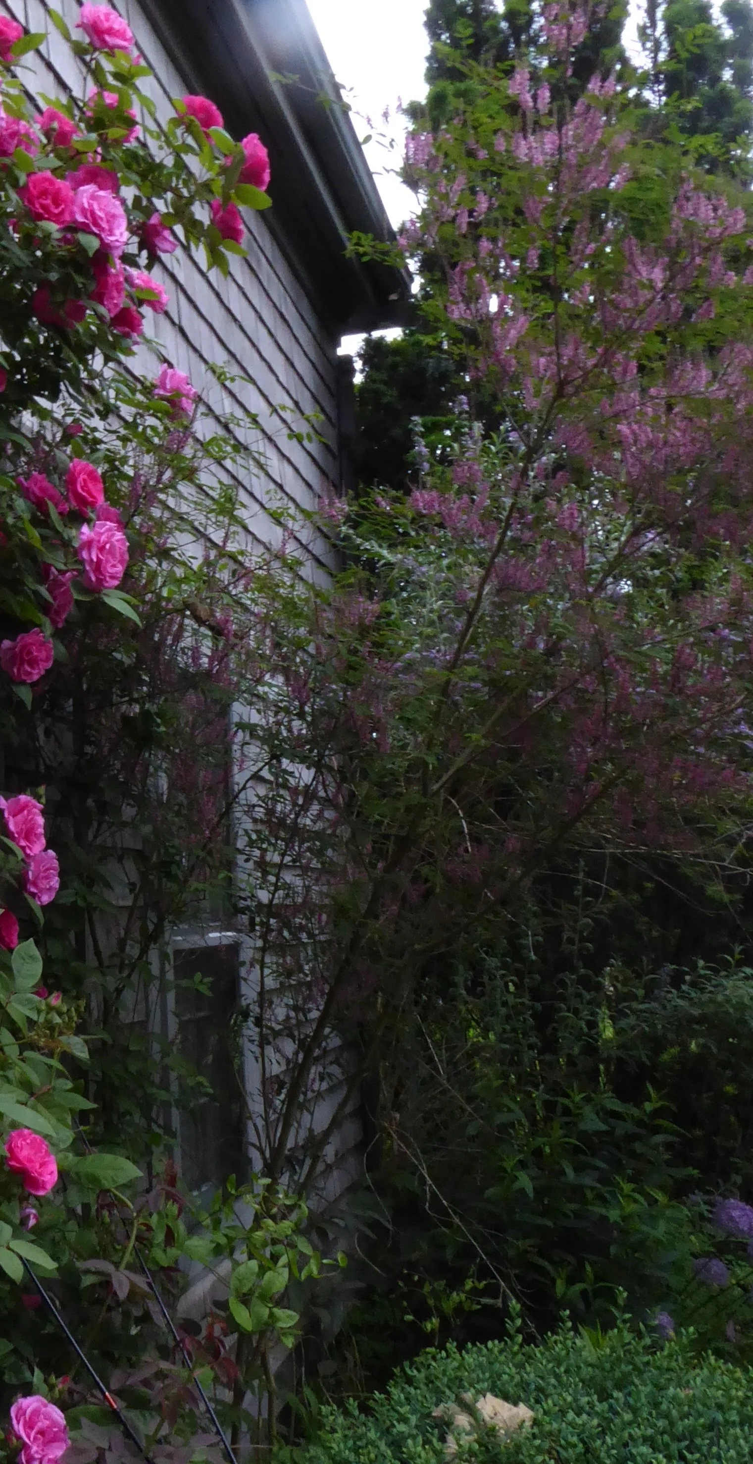 Indigofera amblyantha.JPG