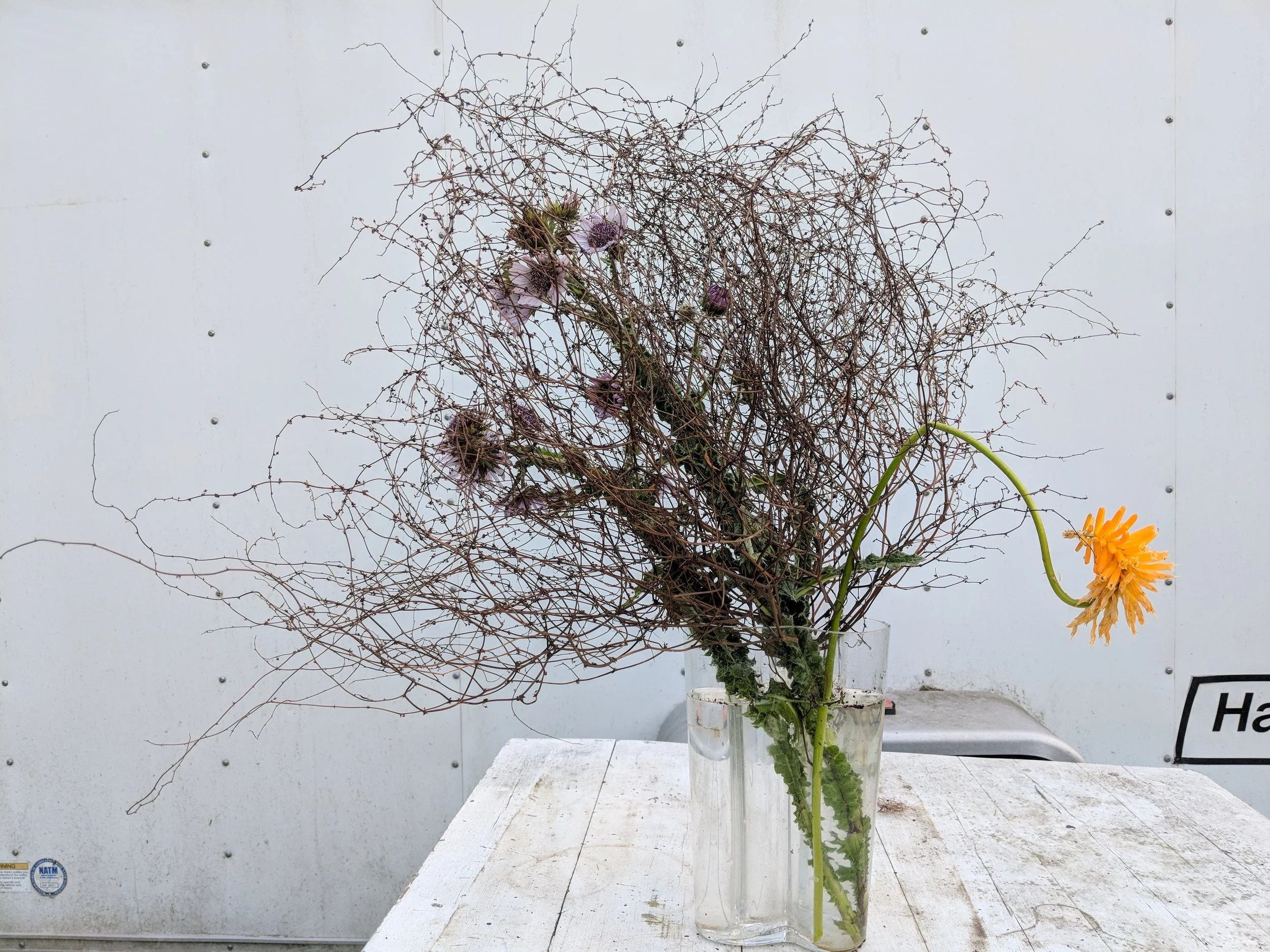 Rumex flexuosus arrangement.jpg